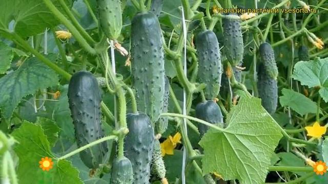 Огурец сортовой Фокус. Краткий обзор, описание характеристик, где купить саженцы Fokus смотреть онлайн