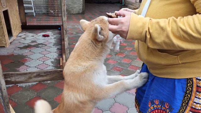 Щенок есть котлету/ хорошо спрятанная котлета) смотреть онлайн