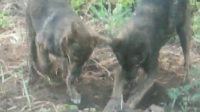 дачные цветы 042 смотреть онлайн