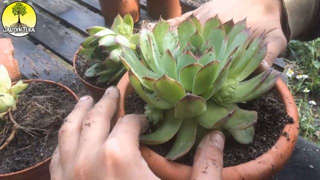 LA SIEMPREVIVA (sempervivum Calcareum) CUIDADOS Y REPRODUCCIÓN - SUCULENTAS