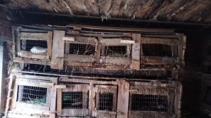 #Кролиководство#. разведение и уход