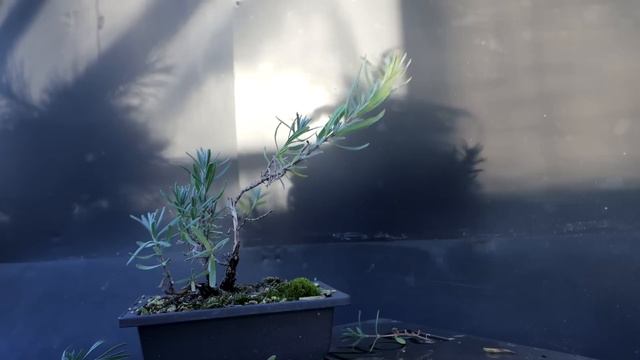 Pruning My Lavender and Black Locust, The Bonsai Zone, Dec 2022 смотреть онлайн