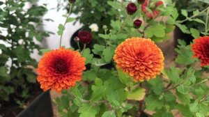 Шаровидная хризантема ? Секреты выращивания и зимовка