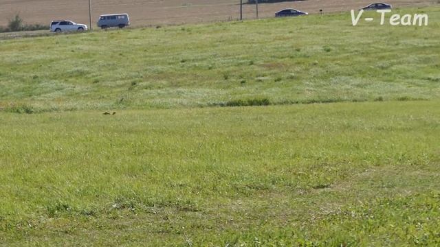 Левретка FALCO NOIR DE MAGISTRIS (ветеран). Первый круг. CACIL-ЧРКФ, Суханово-2018. смотреть онлайн