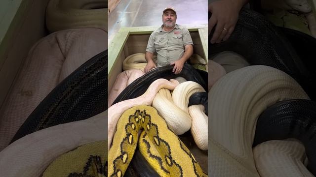 20ft Python Bit The Cameraman! ? ? смотреть онлайн