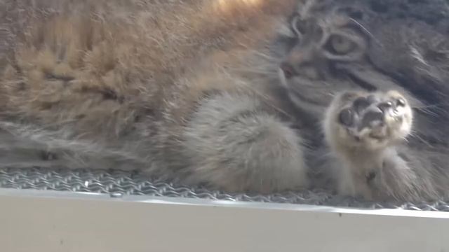 マヌルネコ⑤ Otocolobus manul смотреть онлайн