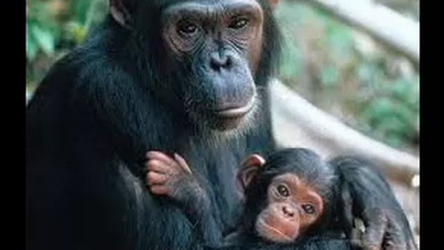 САМЫЕ ДОРОГИЕ ЖИВОТНЫЕ МИРА! смотреть онлайн