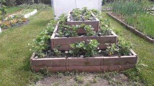 Пирамида для клубники - минусы и плюсы