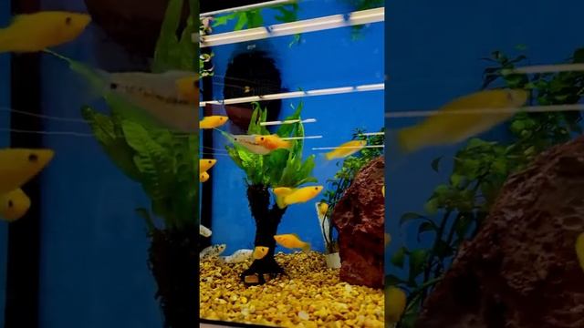 #Shorts-Yellow Fish/Желтые рыбки смотреть онлайн