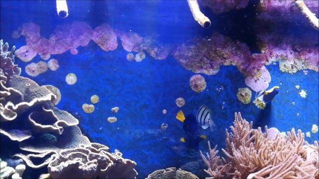 Обитатели морской пучины в аквариуме зоопарка смотреть онлайн