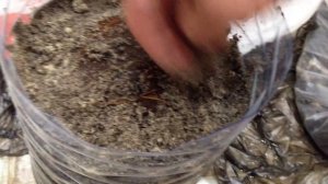 Выращиваю пальму из кокоса.Проснулся зародыш.