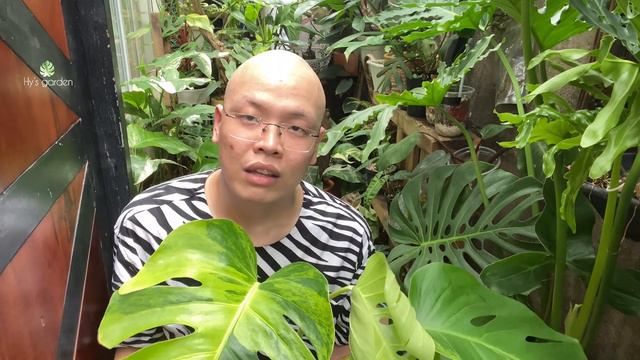 PHÂN BIỆT VÀ CÁCH CHĂM SÓC CÁC LOẠI MONSTERA смотреть онлайн