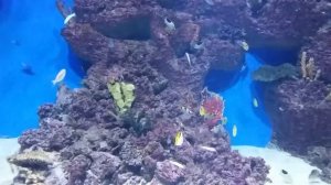 Тропические рыбки.