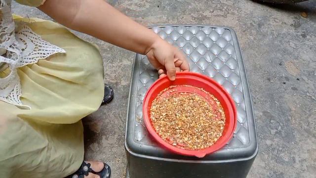 Chick 🐥 House 🏡 | colorful chicks eating feed and drinking water | chicken baby | MRM Entertainment смотреть онлайн