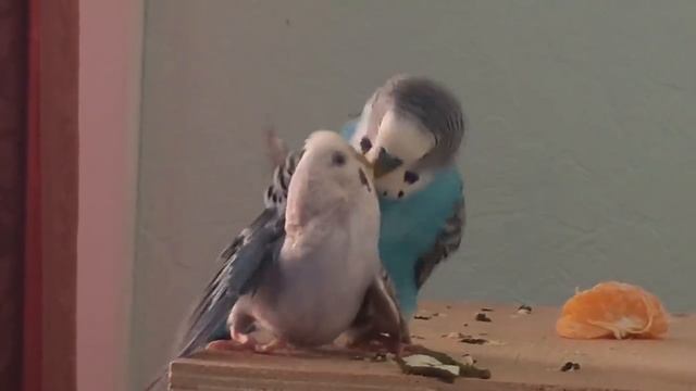 Как выглядит Спаривание волнистых попугаев, видео для заводчиков попугаев смотреть онлайн