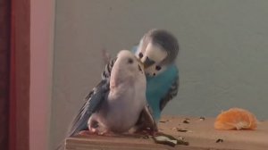 Как выглядит Спаривание волнистых попугаев, видео для заводчиков попугаев