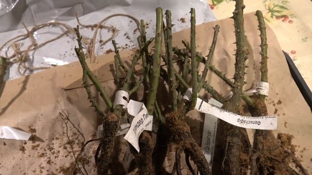 Распаковка саженцев роз из питомника Нью-Джерси. 29.03.2021 смотреть онлайн