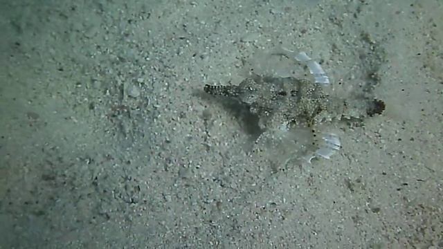 Пегас-дракончик.Fish Of The Red Sea. Египет.