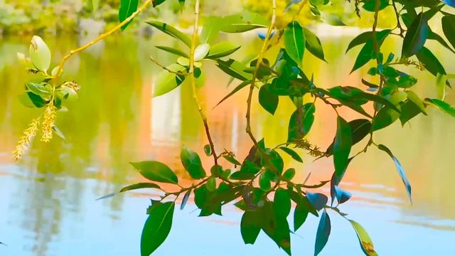 Healing Music For A Comfortable Mind And Relaxation | Relaxing Music Chillout