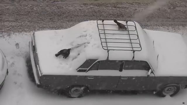 Даже вороны развлекаются лучше, чем я смотреть онлайн