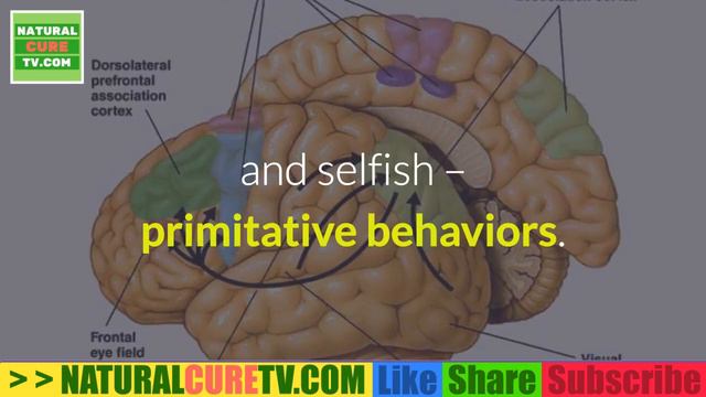 How To IMPROVE YOUR BRAIN? These Simple Ways To Dramatically Improve Your Brain Function. смотреть онлайн