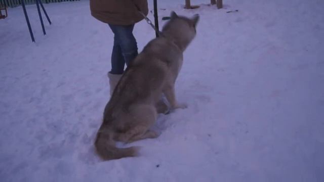 Как я гуляю с собакой // Или всё о ней. смотреть онлайн