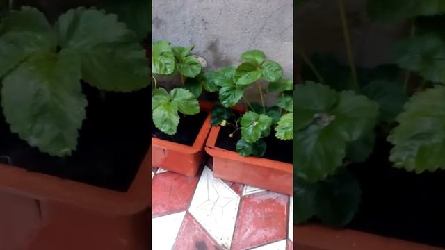 Клубника в горшках и розы смотреть онлайн