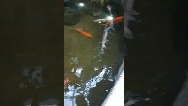 Японские рыбки Koi #shorts смотреть онлайн
