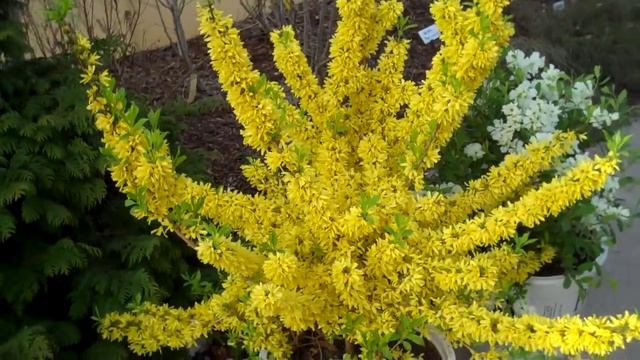 Show Off Forsythia смотреть онлайн