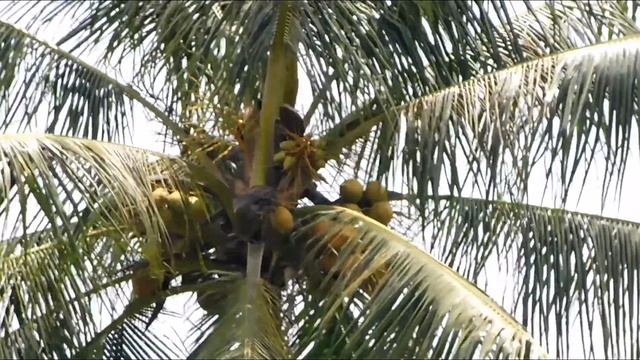 zooming on the coconut tree by Nikon coolpix b500 camera смотреть онлайн