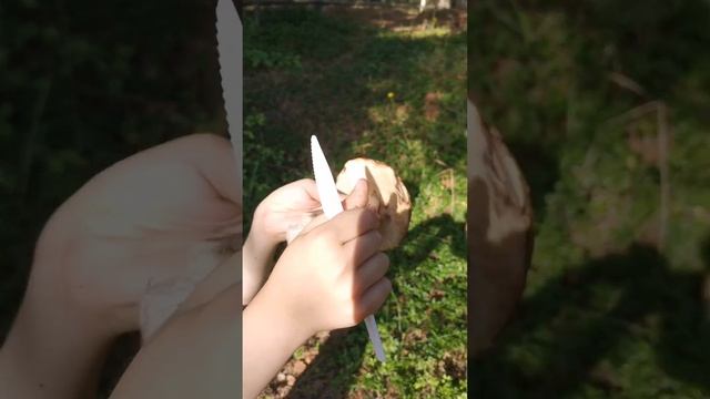 Лесные грибы на лесной даче смотреть онлайн