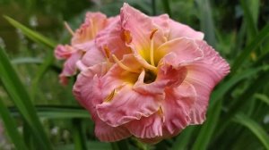 Лилейник Лейси Дойли (Lacy Doily).