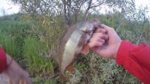 Первая рыбалка нового спиннинга Zetrix и сразу рыба! Тест Zetrix Solver 802MMH