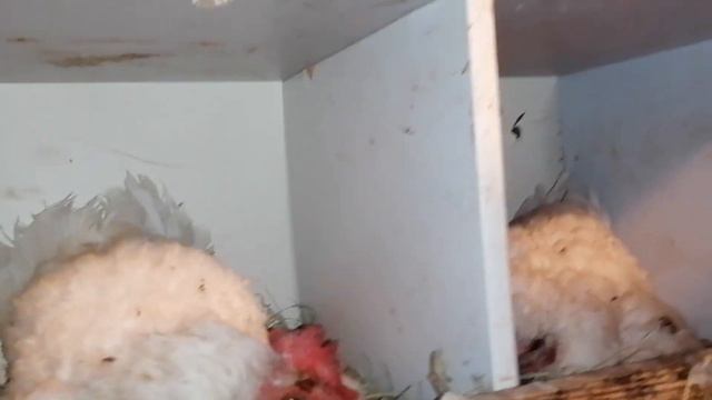 Стало намного тише. Кто же остался? смотреть онлайн