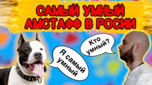 Самый умный амстафф в России. История.