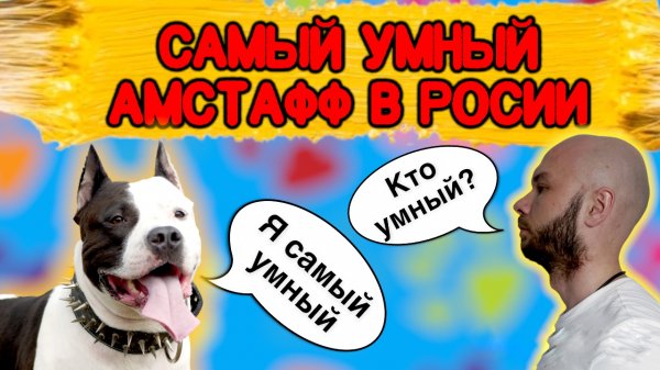 Самый умный амстафф в России. История.