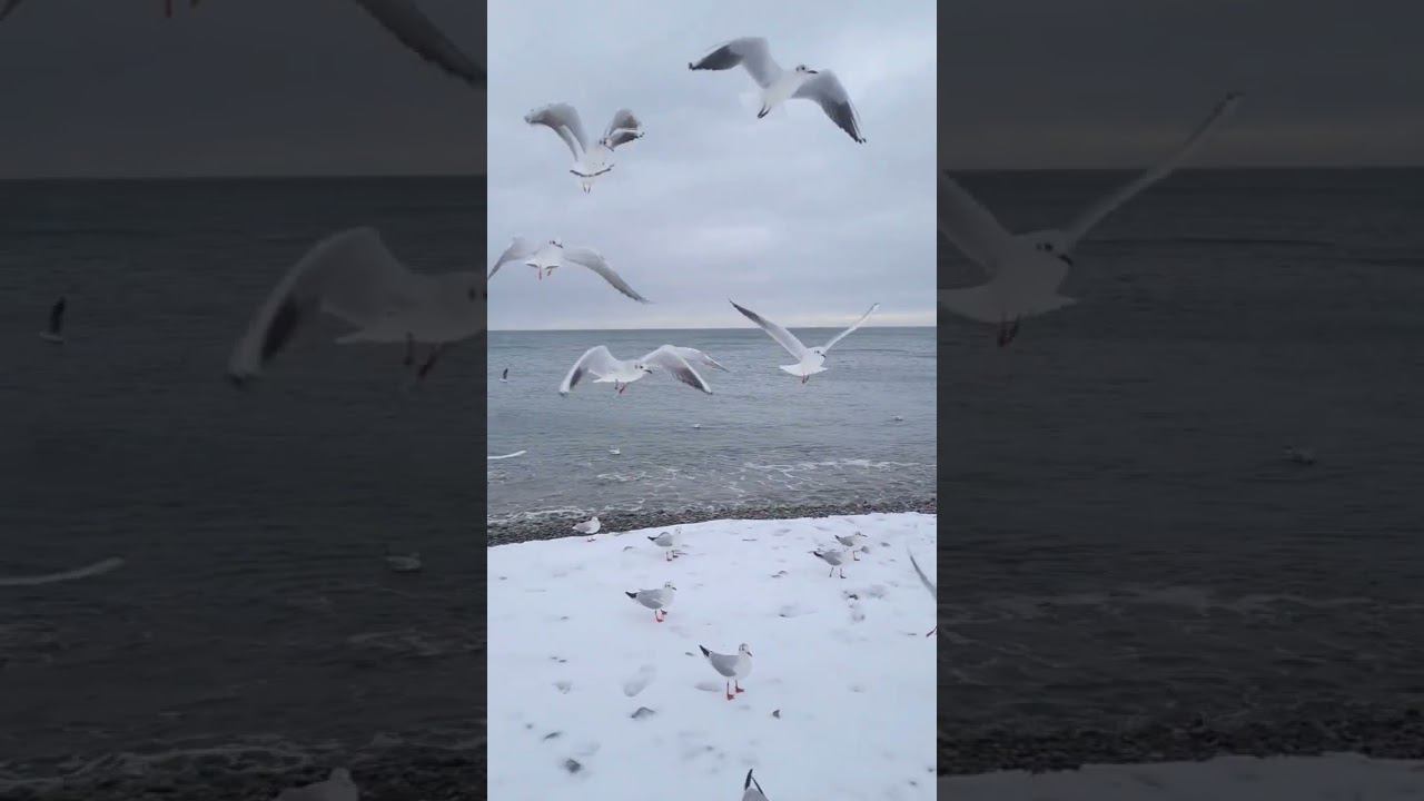 08.02.23 г. Погода Лазаревское. Снег #shorts #погодалазаревское #погодасочи #лазаревское2023 #море смотреть онлайн