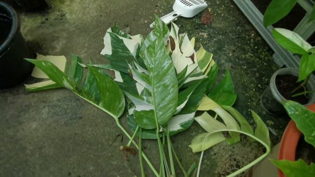 HOW TO PROPAGATE EPIPREMNUM PINNATUM ALBO VARIEGATA | HOUSEPLANTS IN PHILIPPINES | FURR AND FOLIAGE