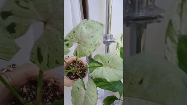 сингониум серый призрак👻 смотреть онлайн