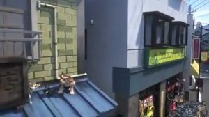 Жил-был кот/ Черный кот Рудольф（2016）