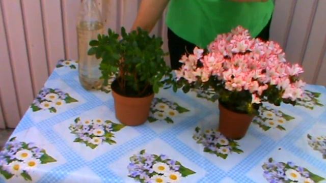 АЗАЛИЯ КАК ДОБИТЬСЯ ПЫШНОГО ЦВЕТЕНИЯ ВЕСНОЙ !!! смотреть онлайн