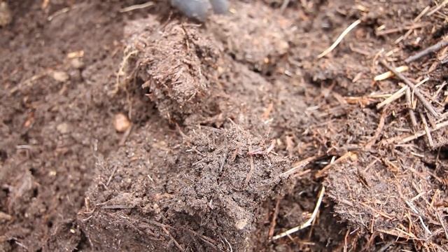 О червях и навозе смотреть онлайн