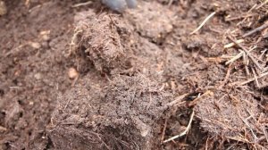 О червях и навозе