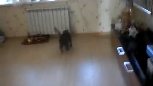 котэ котик neko mao katze cute 2 смотреть онлайн