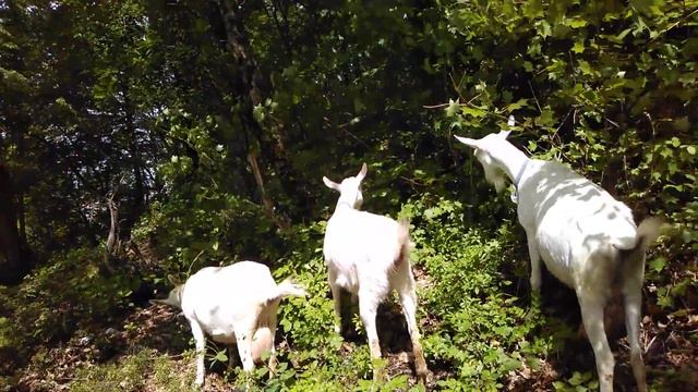 20 мая 2022 г. Айвори 1год 2 месяца смотреть онлайн