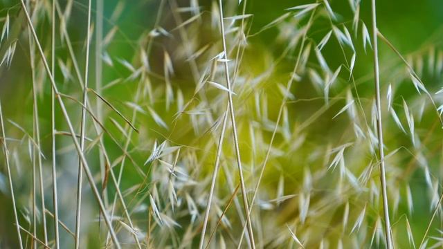 Purchase Winds - August Klughardt: Wind Quintet Op. 79 смотреть онлайн