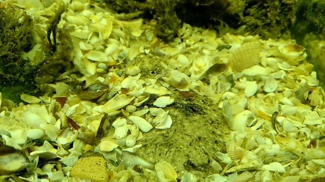 Камбала в аквариуме/Flounder In The Aquarium