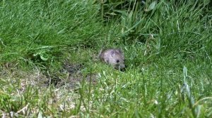 Cat TV : Mice for Cats to Watch ~ Mouse Squeaking for Cats  ? 8 HOURS ?