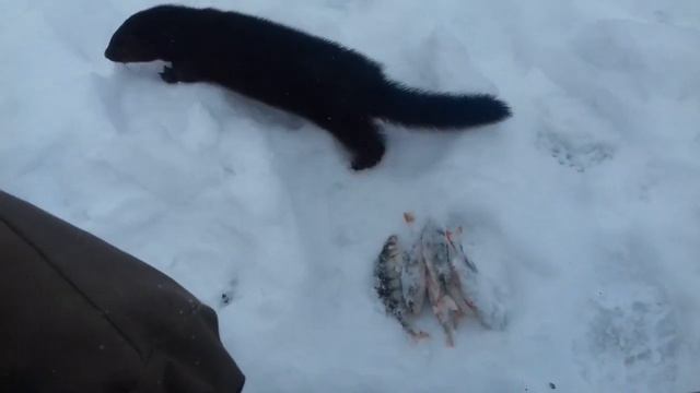 Кормим норку рыбой смотреть онлайн