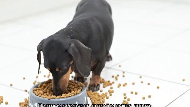 Как ухаживать за таксой: содержание в домашних условиях смотреть онлайн